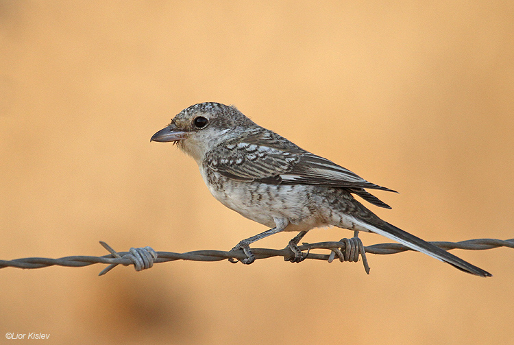 Masked Shrike  Lanius nubicus 29-08-10.Golan   lior kislev